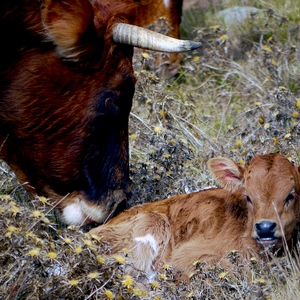 Une vache et son veau - Corse  - collection de photos clin d'oeil, catégorie animaux